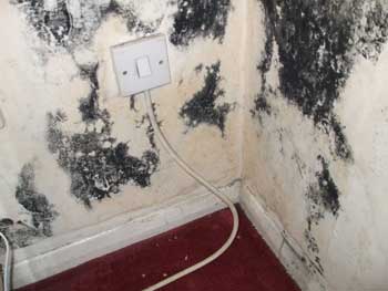 Black mould picture